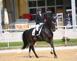 dressage horse Domaine (Oldenburg, 2009, from San Amour I)
