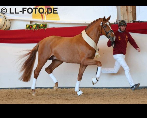 stallion Dembele (German Sport Horse, 2021, from DSP de Sandro)