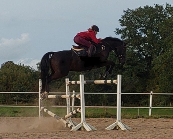 jumper Bosse 20 (Hanoverian, 2015, from Bonaparte N AA)