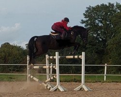 jumper Bosse 20 (Hanoverian, 2015, from Bonaparte N AA)