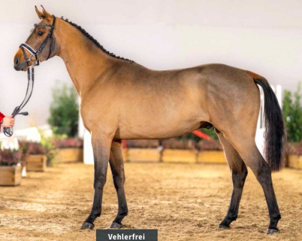 Caballo de salto Vehlerfrei (Westfaliano, 2020, de Verdi)