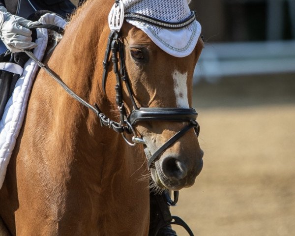 Pferd Betty Lou (Deutsches Reitpony, 2014, von Bon Jovi)