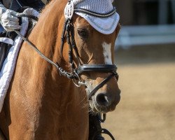 horse Betty Lou (German Riding Pony, 2014, from Bon Jovi)
