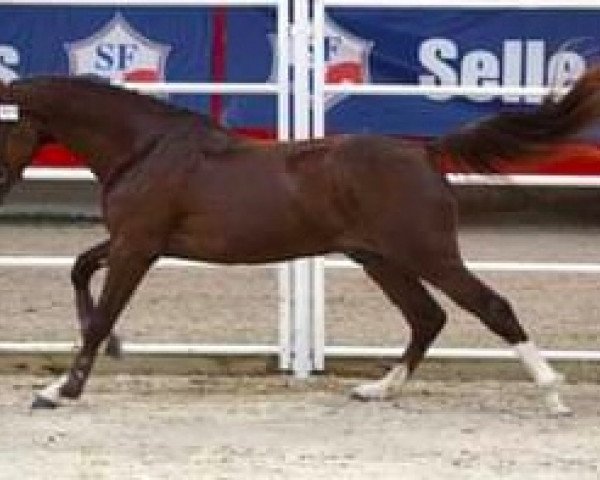 stallion Champion du Lys (Selle Français, 2012, from Nervoso)