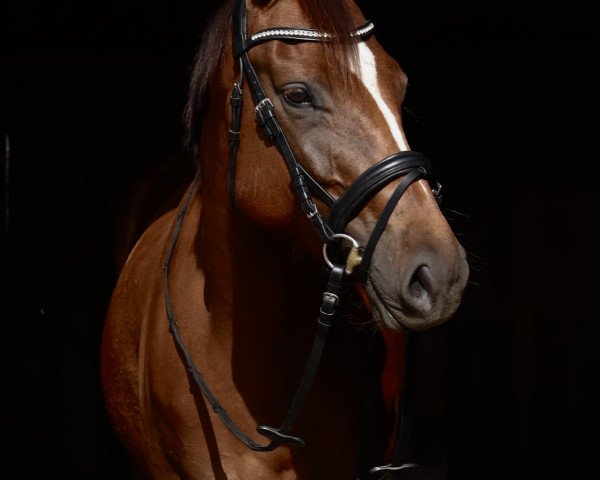 Pferd Galateia B (Hannoveraner, 2020, von Goldfever II)