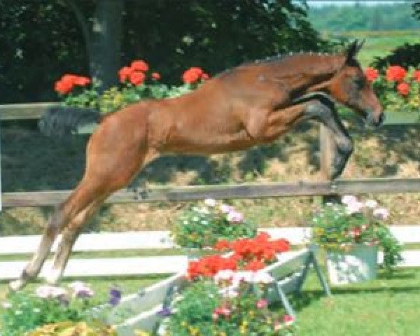 broodmare Ciao Bella (Oldenburg, 2006, from Chacco-Blue)