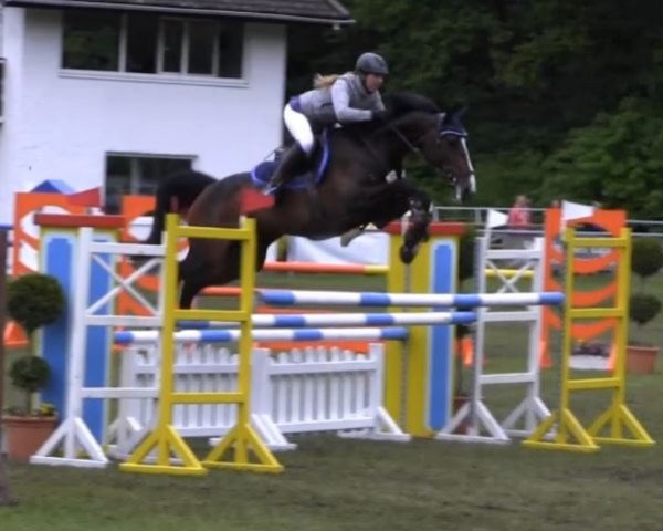 broodmare Balounie (Oldenburg, 2005, from Balou du Rouet)