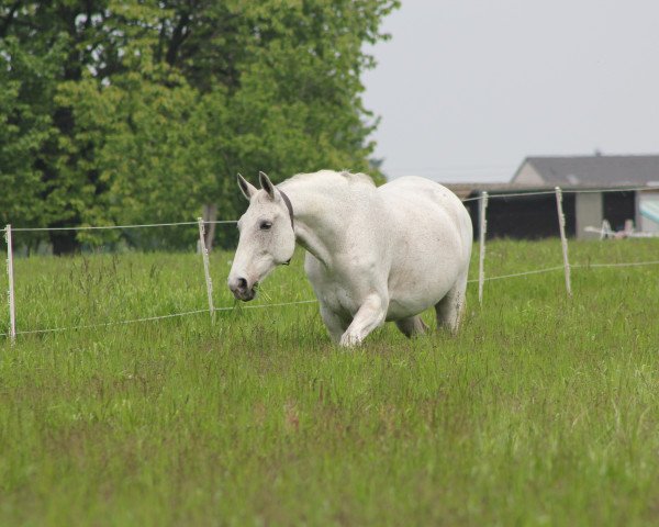horse Rhytm Dancer (Mecklenburg, 2010, from Rodiste)