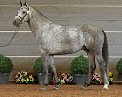 stallion Cyber 215 FIN (Oldenburg show jumper, 2015, from Calido I)
