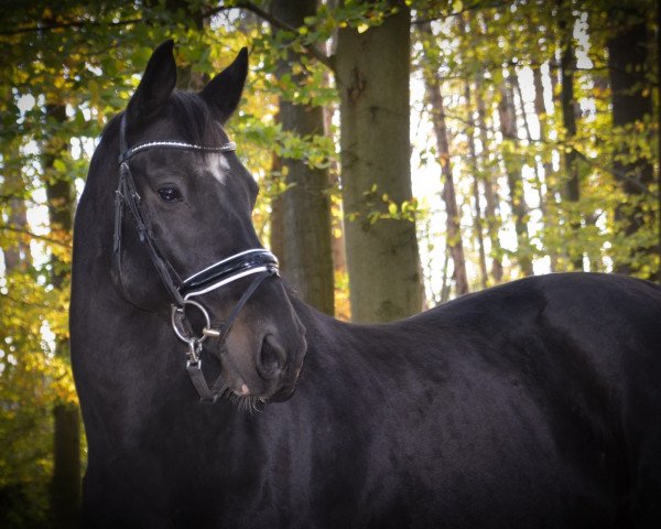 dressage horse El Dorado 85 (KWPN (Royal Dutch Sporthorse), 2009, from Lexicon)
