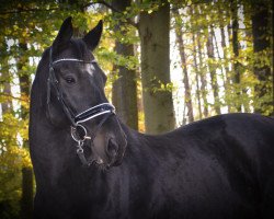 dressage horse El Dorado 85 (KWPN (Royal Dutch Sporthorse), 2009, from Lexicon)