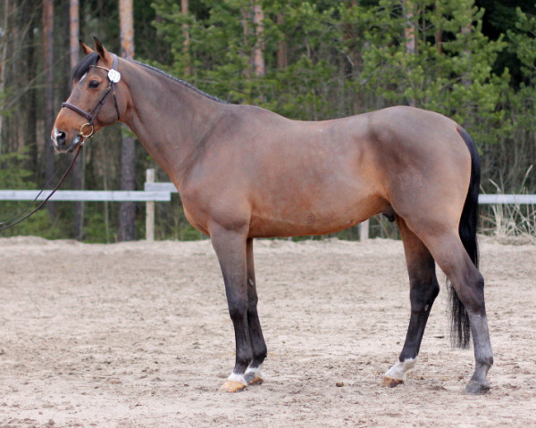 stallion Quick Orion d'Elle 189 FIN (Selle Français, 2000, from Quick Star)