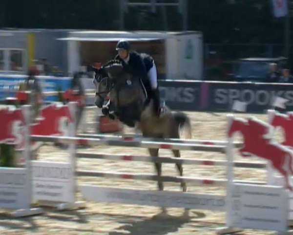broodmare Atalaya W (Westphalian, 2015, from Arko III)