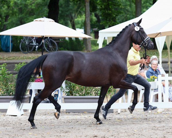 broodmare Samana (Hanoverian, 2019, from Sandro Hit)