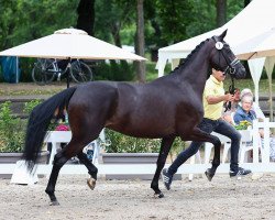broodmare Samana (Hanoverian, 2019, from Sandro Hit)