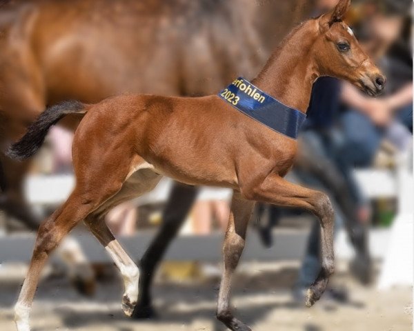 horse Elestine (Hanoverian, 2023, from Escaneno)