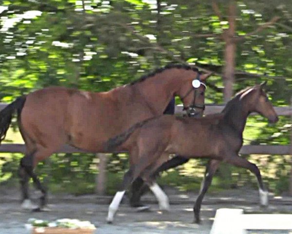 horse Hengst von Escaneno / Vitalis (Hanoverian, 2023, from Escaneno)