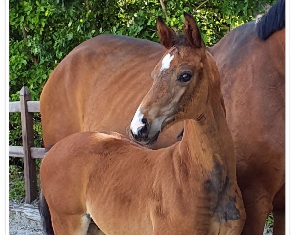 horse Escavallo (Hanoverian, 2023, from Escaneno)