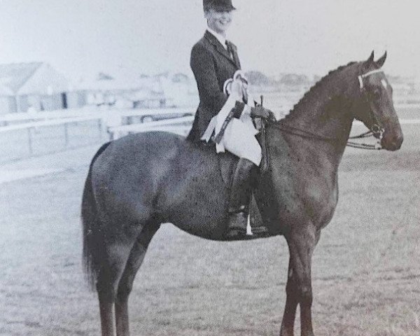 horse Hideaway Donovan (British Riding Pony, 1983, from Creden Herewardian) horse Hideaway Donovan (British Riding Pony, 1983, from Creden Herewardian)
