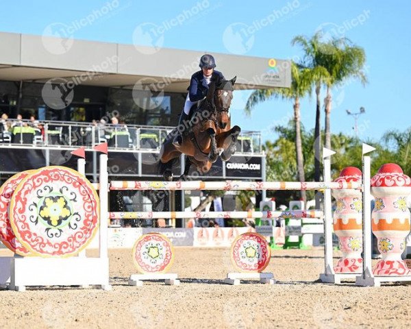 jumper Madagascar Dwerse Hagen (Belgian Warmblood, 2012, from Va-Vite)
