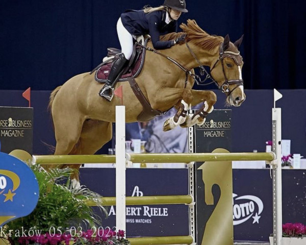 broodmare Let's Fly Z (Zangersheide riding horse, 2015, from London)