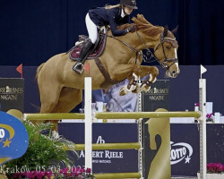 broodmare Let's Fly Z (Zangersheide riding horse, 2015, from London)