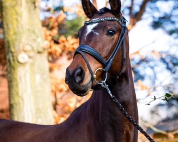 horse Donna Summer 11 (German Riding Pony, 2019, from Designed in Black AT)