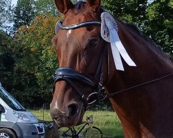 dressage horse Fancy Feeling (Westphalian, 2009, from Feiner Bedo)