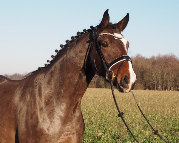 Pferd Cafe's Frederic (Oldenburger, 2018, von Cafe au lait 2)