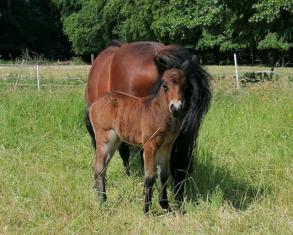 Pferd Flora Vom schollbruch (Dt.Part-bred Shetland Pony, 2023, von Kobold vom Allerhop)