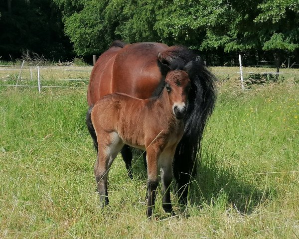 Pferd Flora Vom schollbruch (Dt.Part-bred Shetland Pony, 2023, von Kobold vom Allerhop)