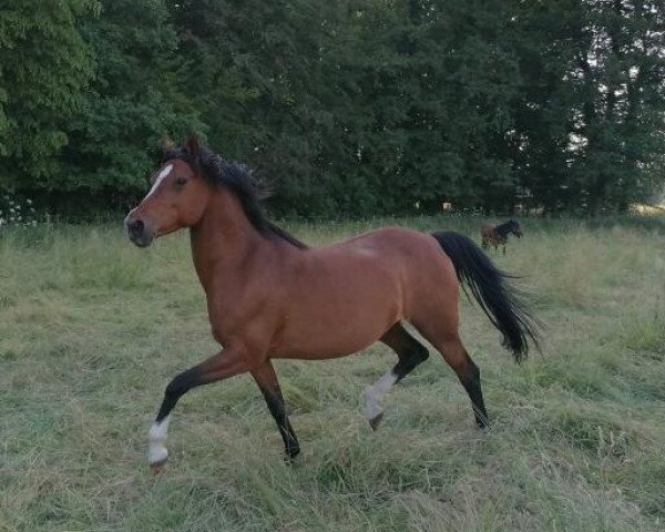 horse Meidoornhoeve`s Rachel (KWPN (Royal Dutch Sporthorse), 2011, from Woldhoeve's Bart)