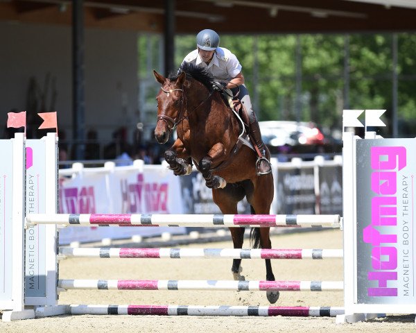 jumper Chihiro (Oldenburg show jumper, 2017, from I'm Special de Muze)