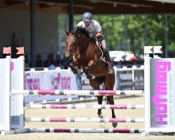 jumper Chihiro (Oldenburg show jumper, 2017, from I'm Special de Muze)