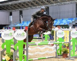 jumper Careful Jd (Oldenburg show jumper, 2017, from Casallco)
