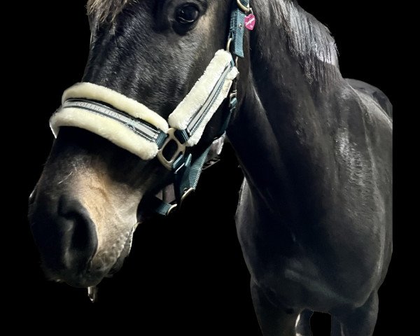 horse Hengst von Zoom / Roh Magic (Westphalian, 2020, from Zoom)