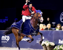 jumper Keberlina H (KWPN (Royal Dutch Sporthorse), 2015, from Zirocco Blue)