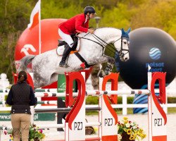 jumper Elena Star Z (Zangersheide riding horse, 2016, from E Star)