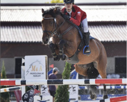 jumper Doravella (Polish Warmblood, 2008, from Aravel II)