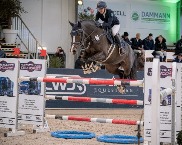 jumper Final Countdown TN (KWPN (Royal Dutch Sporthorse), 2016, from Farfan M)