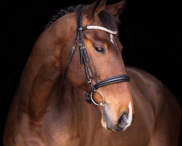 dressage horse Cassilas 7 (Czech Warmblood, 2011, from Cassilius)