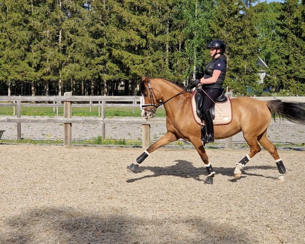 Dressurpferd Fs Cassidy (Deutsches Reitpony, 2007, von FS Champion de Luxe)