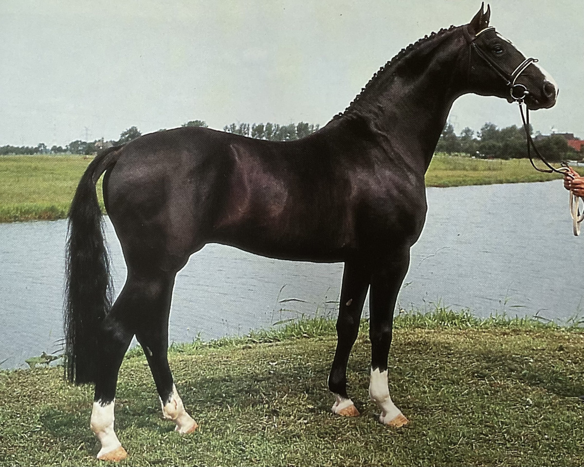 stallion Aircraft (Hanoverian, 1984, from Argentan I)