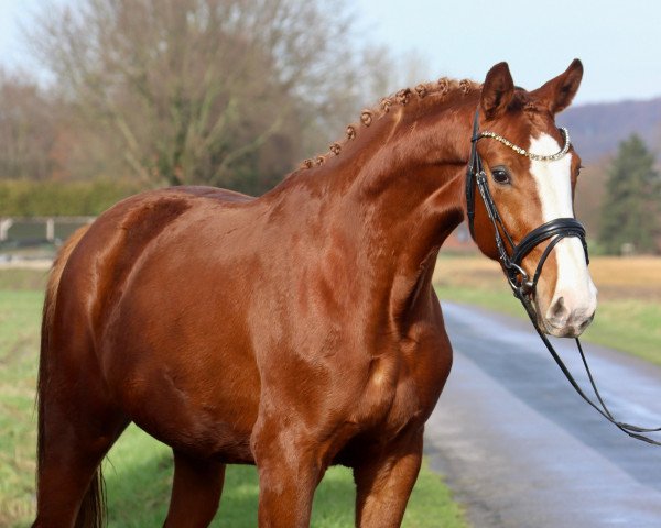 horse Steverheides Dear Valentine (Westphalian, 2021, from De Royal)
