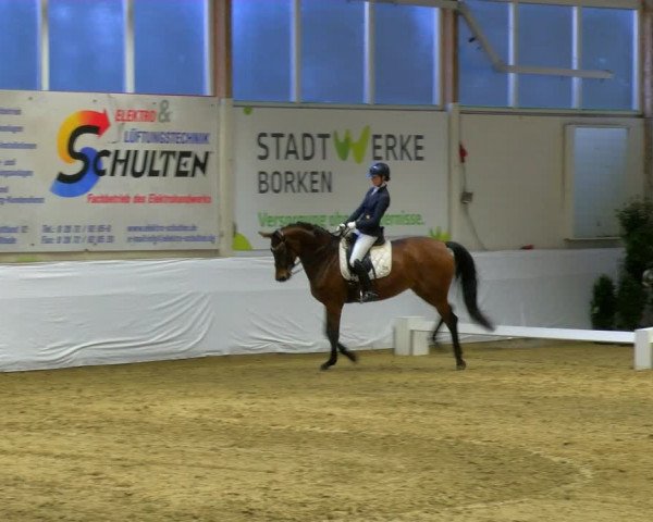 Reitturnier Borken 2024