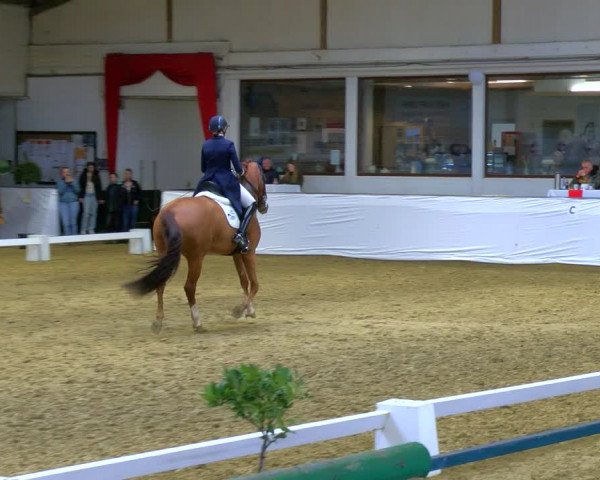 Reitturnier Borken 2024