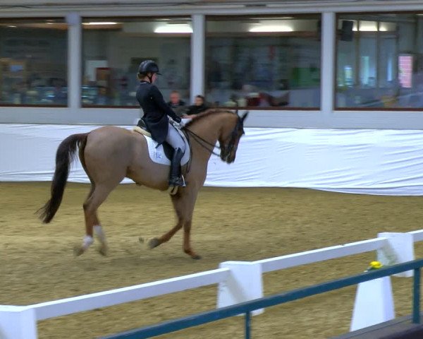Reitturnier Borken 2024