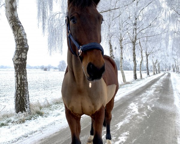 Dressurpferd Solo Sincero (Hannoveraner, 2011, von St. Moritz Junior)