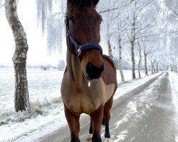 Dressurpferd Solo Sincero (Hannoveraner, 2011, von St. Moritz Junior)