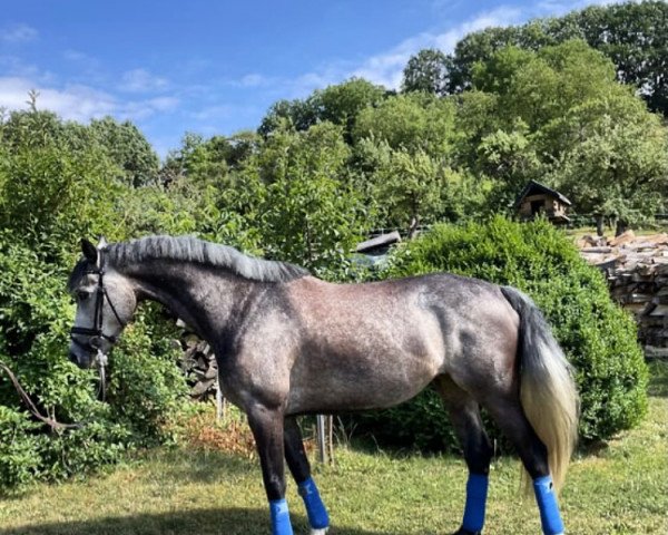 horse Amazing Ally 17 (Oldenburg, 2017, from Asgard's Ibiza)